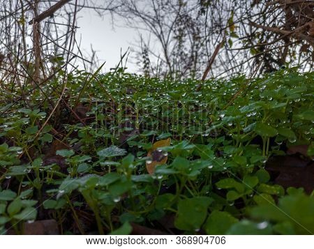 Rain Drops On Low Grass. Gloomy Autumn Day In Nature.