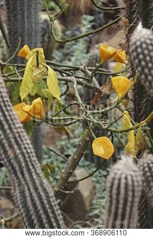 Rose Cactus (pereskia Bleo). Called Leaf Cactus And Wax Rose Also