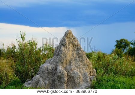 Termite Mound In Okavango Delta - Botswana