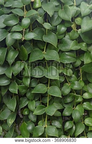 Basket Vine (aeschynanthus Hians). Called Lipstick Plant Also