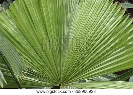 Australian Fan Palm (licuala Ramsayi). Called Queensland Also