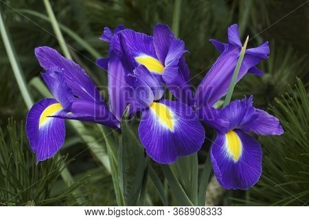 Dutch Iris (iris Xiphium). Called Spanish Iris Also.