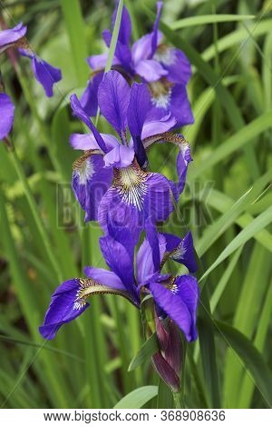 Close Up Image Of Siberian Iris (iris Sibirica).