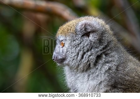 A Portrait Of A Bamboo Lemur In Its Natural Environment