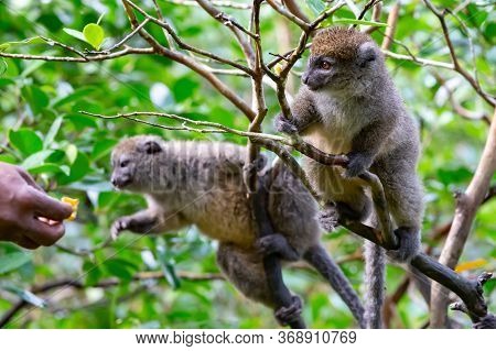 Funny Bamboo Lemurs On A Tree Branch Watch The Visitors