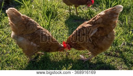 Close Up Of Red Chicken On A Farm In Nature. Hens In A Free Throw Farm. Hens Walk In The Yard Of The