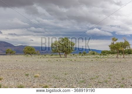 Mongolia Landscape. Altai Tavan Bogd National Park In Bayar-ulgii. Trees Grow In The Rocky Soil Of T