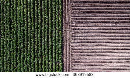 Aerial View Rows Of Soil Before Planting. Baby Cassava Or Manioc Plant Farm Pattern In A Plowed Fiel