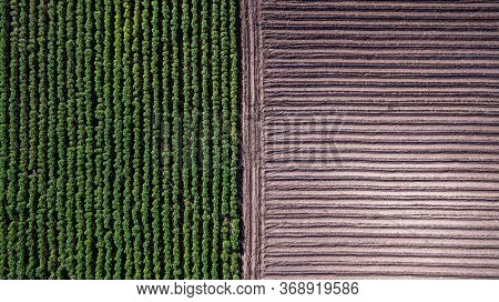Aerial View Rows Of Soil Before Planting. Baby Cassava Or Manioc Plant Farm Pattern In A Plowed Fiel