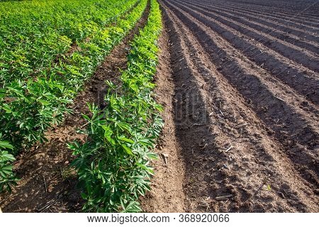 Rows Of Soil Before Planting And Rows Of Young Cassava Plant In Countryside Farmland . Baby Cassava 