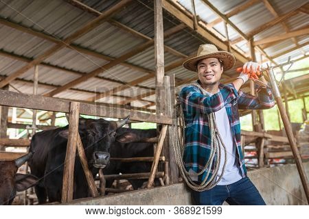 Asian Farmer With Wagyu - Japanese Shorthorn, Portrait Of A Wagyu Cow Of Japanese Origin In Farm Tha