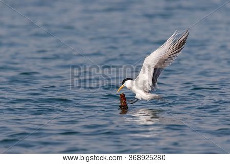 A Photo Of A Lesser Crested Tern With Stretched Out Wings And About To Land On A Small Perch On Wate