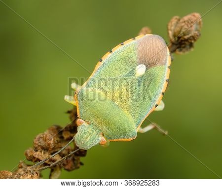 Macro Photo Of A Sub Adult Shield Bug On A Dryed Out Twig Against Green Backgound. Closeup Of A Gree