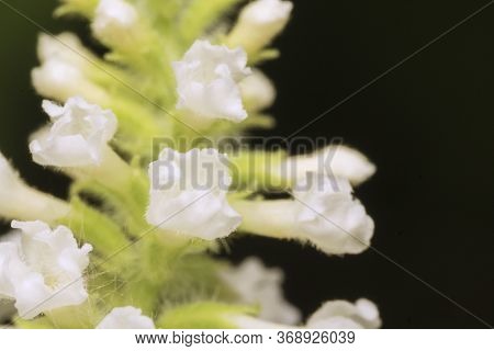 Marco White Butterfly Bush Flower, Byttneria, Summer Lilac, Buddleja Paniculata Tree In Nature Backg
