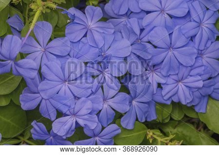 Plumbago Auriculata Lam. , Widely Known As Plumbago Capensis. Blue Plumbago Blooming Blossom Closeup