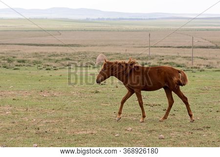 Horse In The Grassland Of Inner Mongolia, China