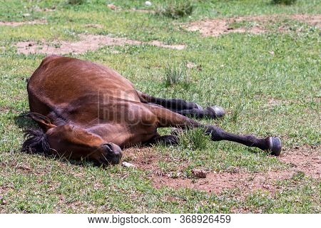Young Stallion Sleeping In The Grass In Inner Mongolia, China