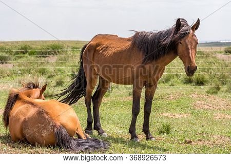 Horses In The Grassland Of Inner Mongolia, China
