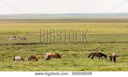 Horses Grazing In The Steppes Of Inner Mongolia In China