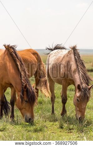 Horses In The Grassland Of Inner Mongolia, China