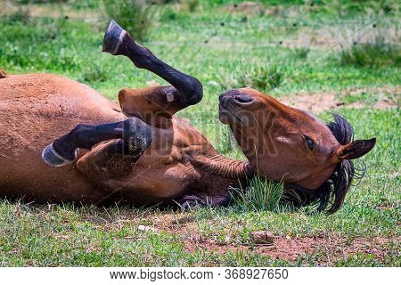 Stallion Rolling In The Grass In Steppe Of Inner Mongolia, China