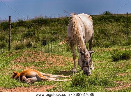 Horses In The Grassland Of Inner Mongolia, China