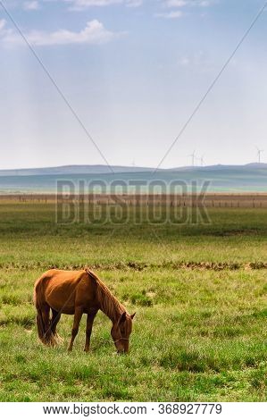 Horse In The Grassland Of Inner Mongolia, China