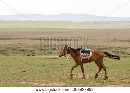 Horse In The Grassland Of Inner Mongolia, China