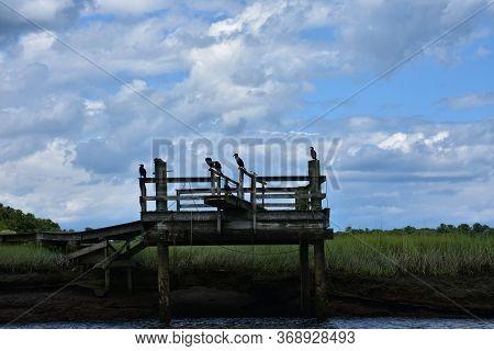 Beautiful Scenic View Of A Dock With Birds Adn A Marsh.