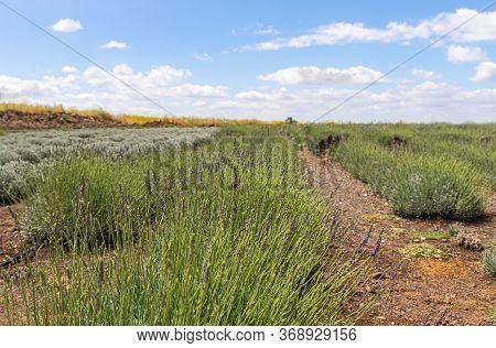 A Field Planted With Rows Of Lavender Bushes On The Azizo Lavender Farm In The Kanaf Settlement Of T