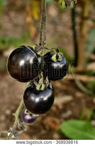 Black, Blue Or Purple Tomatoes Also Known As Indigo Rose And Sunblack.