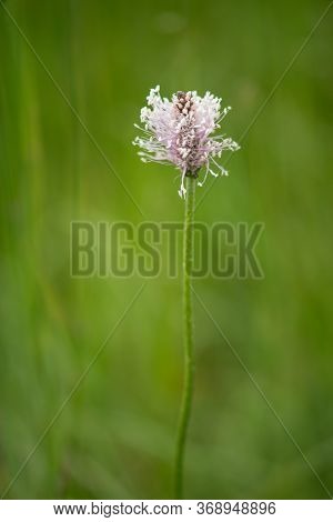 The Lanceolata Plantain (plantago Lanceolata) Is A Medicinal Herb That Has Anti-cough Properties And