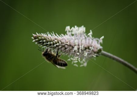 The Lanceolata Plantain (plantago Lanceolata) Is A Medicinal Herb That Has Anti-cough Properties And