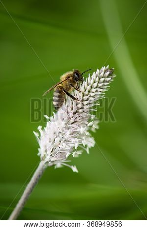 The Lanceolata Plantain (plantago Lanceolata) Is A Medicinal Herb That Has Anti-cough Properties And