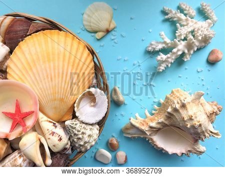 Basket With A Large Number Of Shells And A Starfish On The Left, Right - White Coral And Large Rapan