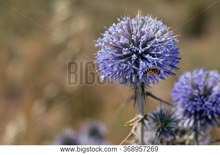 Big Yellow And Black Striped Bee Is Flying Around A Big Bright Purple Spheric Flower Also Known As 