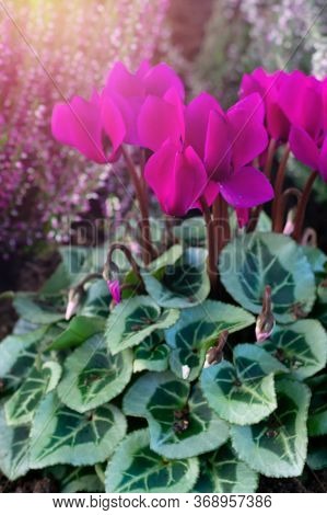 Just Planted Bright Magenta Colored Cyclamen Flowers With Green Leaves In The Ground.decoration Flow