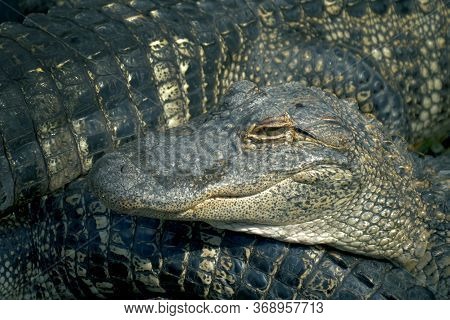 Alligators Crouch Along One Another And Are Interwoven With Bodies. Alligators Breeding Farm. Crocod