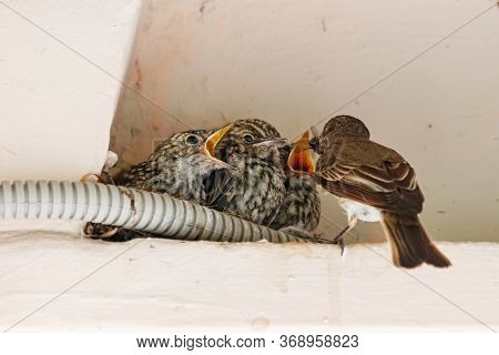 Spotted Flycatcher Nestlings In Nest On Building In City. Cute Baby Birds In Wildlife.