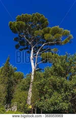 Aleppo Pine Tree (pinus Halepensis) At French Riviera Near Nice, France