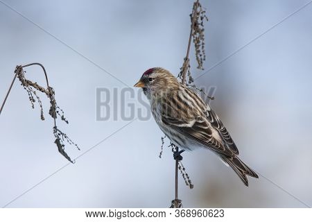 Common Redpoll Female Perched On Nettle Grass. Cute Little North Migrant Winter Songbird. Bird In Wi