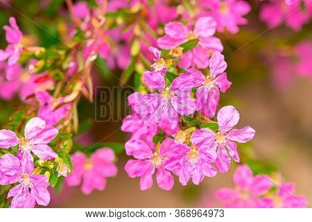Closeup Of Breckland Thyme Flowers Thymus Serpyllum