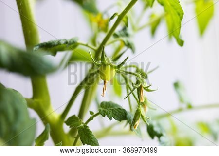 Yellow Flowers Growing On Tomato Plant, Closeup View. Agrobusiness And Farming Concept. Agricultural
