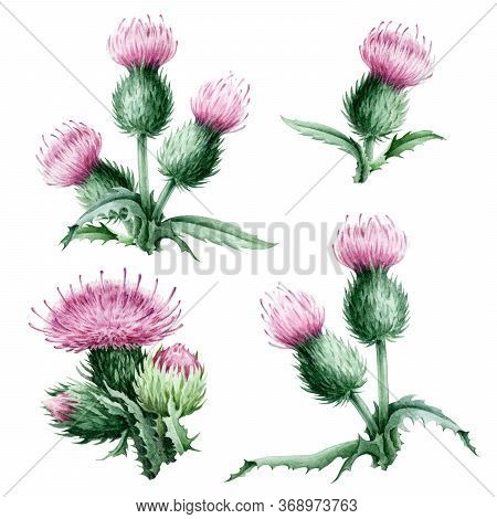 Pink Thistle Flowers With Green Leaves Watercolor Set. Medical Wildflower Herbs And A Symbol Of Scot