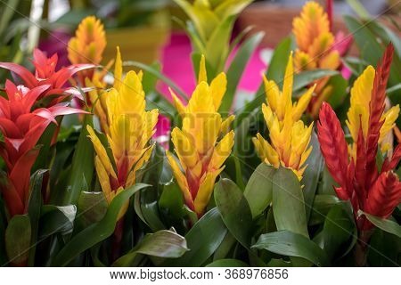 Vriesea (vriesea Bromeliaceae) Is A Tropical Ornamental Plant With Exotic Flowers Of Various Colors.