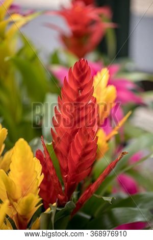 Vriesea (vriesea Bromeliaceae) Is A Tropical Ornamental Plant With Exotic Flowers Of Various Colors.