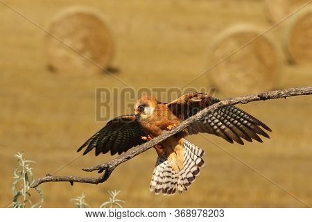 Female Of Red-footed Falcon (falco Vespertinus) Is Touching Down On The Branch In The Middle Of Gras