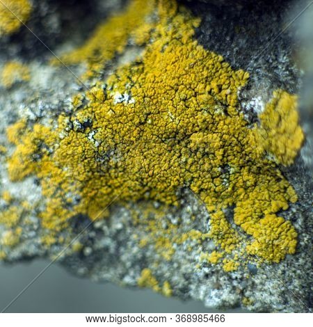 Lichens Hypogymnia Bloated And Wall Goldfish On An Old Cracked Wooden Board. Natural Utilization Of 