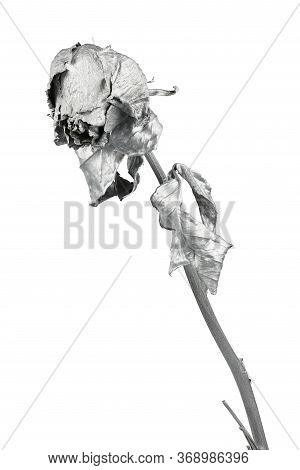 Silver Rose Isolated On White. Silver Dried Flower Head, Romance Concept. High Resolution Photo. Ful