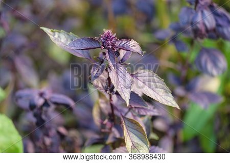 Baselik Dark Opal. Selective Focus. Ocimum Basilicum Dark Opal. Dark Basilica Leaves.seasoning Of Ba